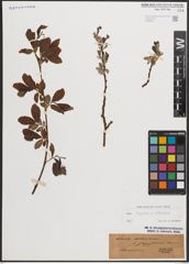 Foto von Salix caprea L. x Salix silesiaca Willd.